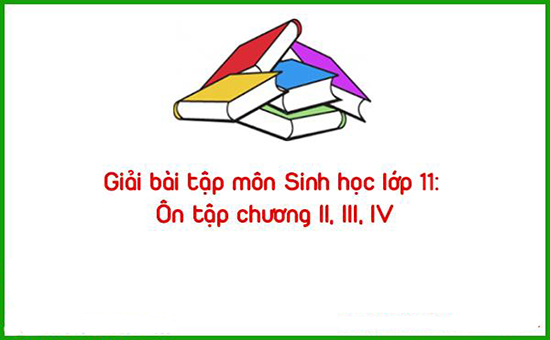 Giải bài tập môn Sinh học lớp 11: Ôn tập chương II, III, IV