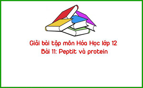 Giải bài tập môn Hóa Học lớp 12 Bài 11: Peptit và protein