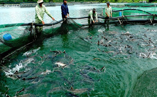 Chương trình đào tạo Ngành Nuôi trồng thủy sản bậc Đại học