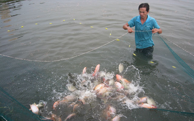 tim hieu nghe nuoi ca la gi
